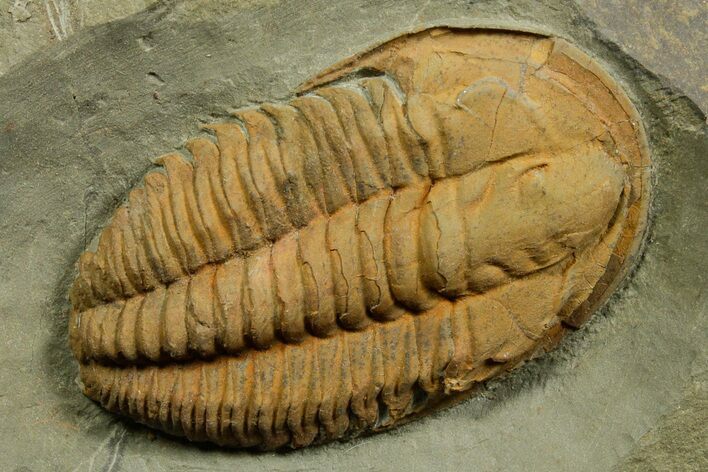 Middle Cambrian Hamatolenus Trilobite - Tinjdad, Morocco #372410